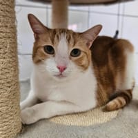 Aspen, chat à adopter
