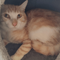 OSSAU QCT, chat à adopter