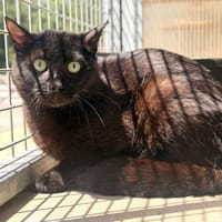 SLURP, chat à adopter