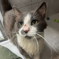 YELLOW, chat à adopter