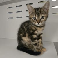 MAG, chatte à adopter