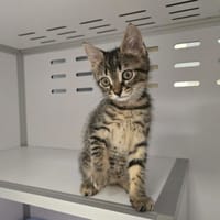 Atlas, chat à adopter