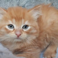 Tatoo, chat à adopter