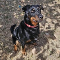 TESS, chienne à adopter