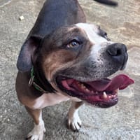 Molly, chienne à adopter
