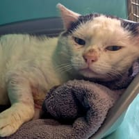SWING QCT, chat à adopter
