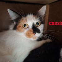 Cassis, chatte à adopter