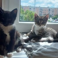 Lolek, kot do adopcji