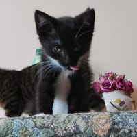 Bolek, kot do adopcji