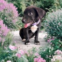 LIERA, chiot femelle Berger Créole, chienne à adopter