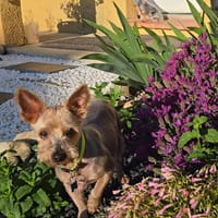 TIKA, chien à adopter