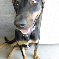 KOKA chien croisé beauceron, chien à adopter