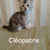 Cléopatre, chatte à adopter
