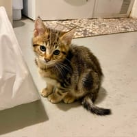 VIRGULE, chat à adopter