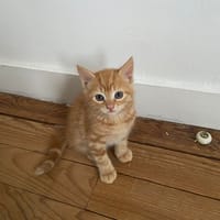 barnabe, chat à adopter