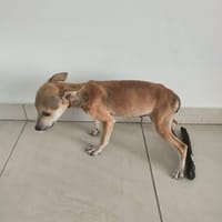marin, chien à adopter