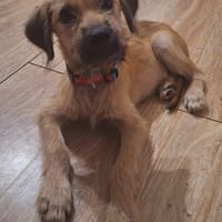 Rocky, chien à adopter