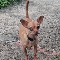 COCO est un gentil chien, chien à adopter