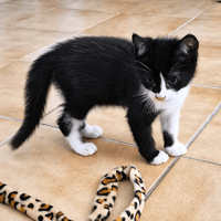 BAMBY, chat à adopter