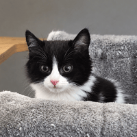 BRIOCHE, chat à adopter