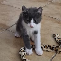 BOOMY, chat à adopter