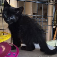 BEAUTY, chat à adopter