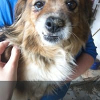 Mamizza, chienne à adopter