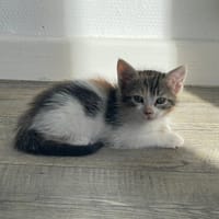 TRINITÉ, chatte à adopter