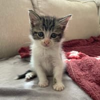 FERDINAND, chat à adopter