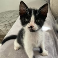 AUGUSTIN, chat à adopter