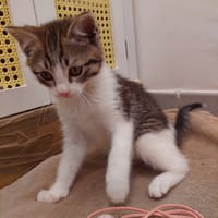 CHOUCHOU, chat à adopter