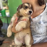 Sanna, suczka do adopcji