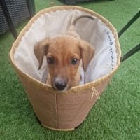 BYTCHOU le chouchou des îles, chien à adopter