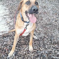 GUELIA le coeur tendre, chien à adopter