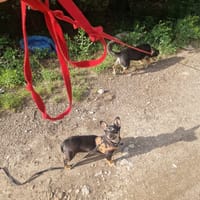 Kabanosia, suczka do adopcji