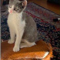 Balzac, chat à adopter