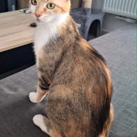 Mikou, chatte à adopter