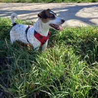 LOUNA, chienne à adopter