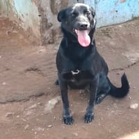 Jade, chienne à adopter