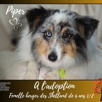Piper, chienne à adopter