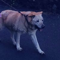 MACHA, chienne à adopter