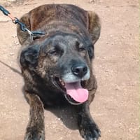 Aunix, chien à adopter