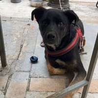 SCOOBY, chien à adopter