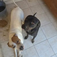 BAGHERRA, chien à adopter