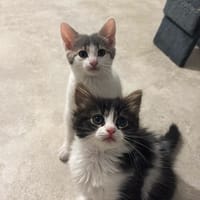 Edwige et Molly, chatte à adopter