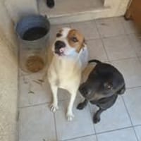 TCHEKY, chien à adopter