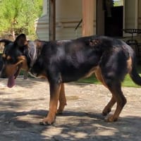LUNA, chienne à adopter