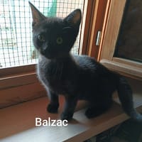 BALZAC, chat à adopter