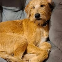 Youpi, le joyeux, chien à adopter