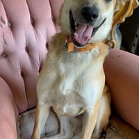 LULUNE, chienne à adopter
